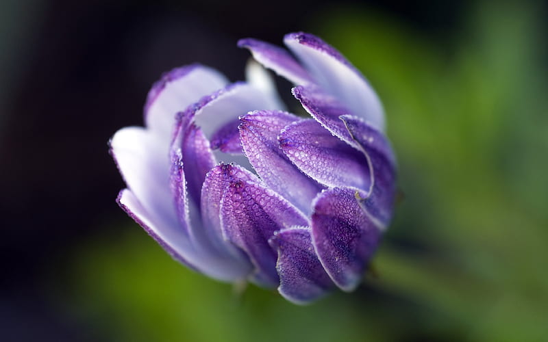 purple flower, bud, osteospermum, blur, HD wallpaper