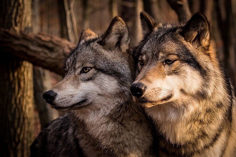 Wolves, lup, wolf, couple, animal, HD wallpaper