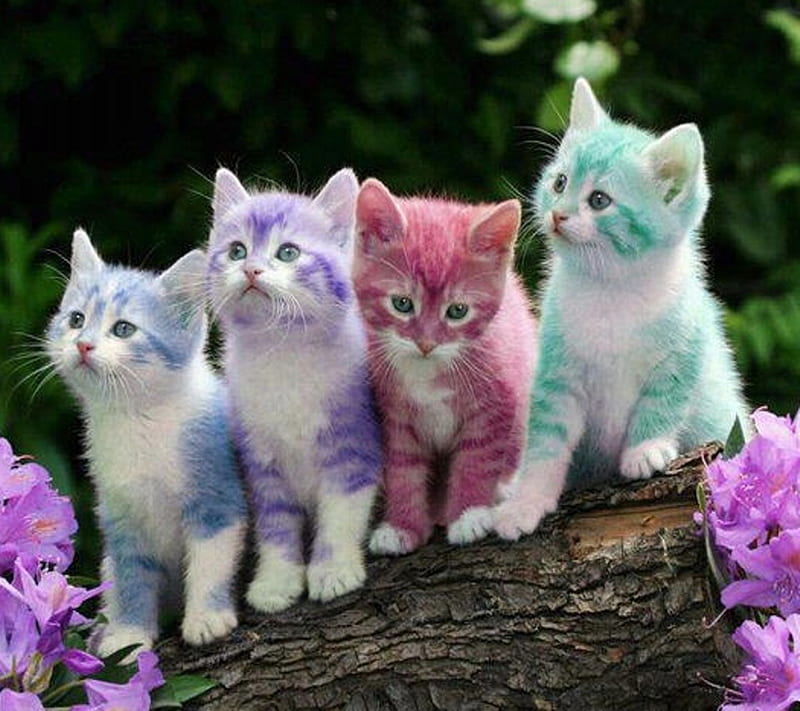 Cute, cat, cool, kitty, sweet, HD wallpaper