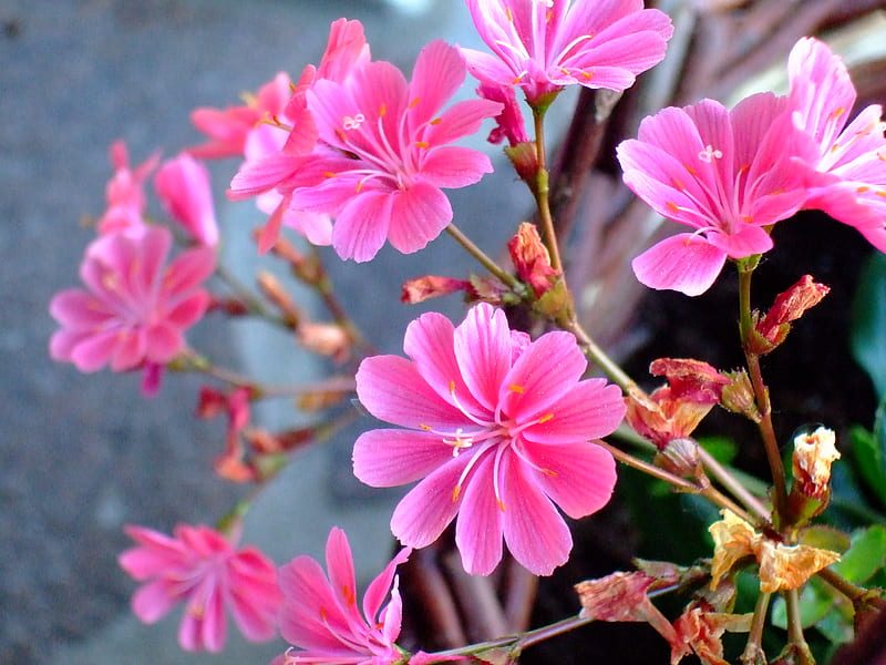 Bright pink jasmine, jasmine, garden, pink flowrs, HD wallpaper | Peakpx