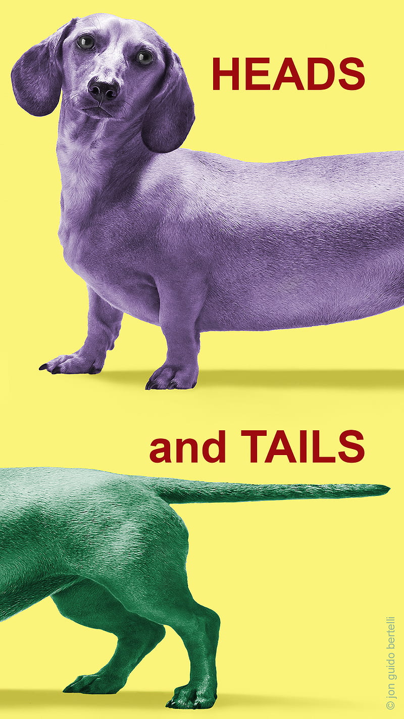Heads and Tails, Jon, cute, dachshund, dog, jon bertelli, pet, graphy bertelli, pop art, sausage dog, HD phone wallpaper