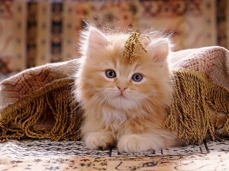 Red persian cross kitten, red, cozy, fluffy, kitty, home, bonito, adorable, cat, sweet, cute, persian, pet, kitten, cross, HD wallpaper