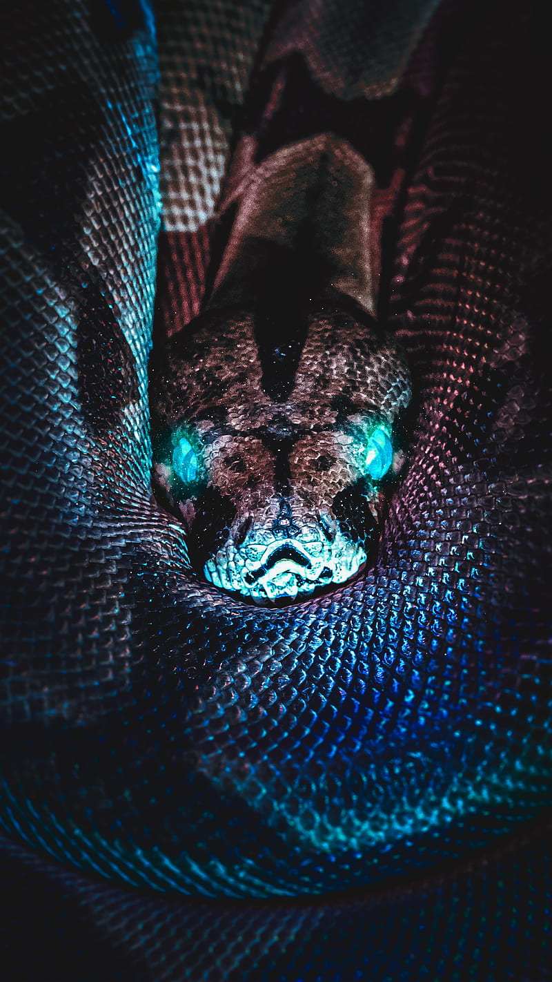 cool snake wallpapers
