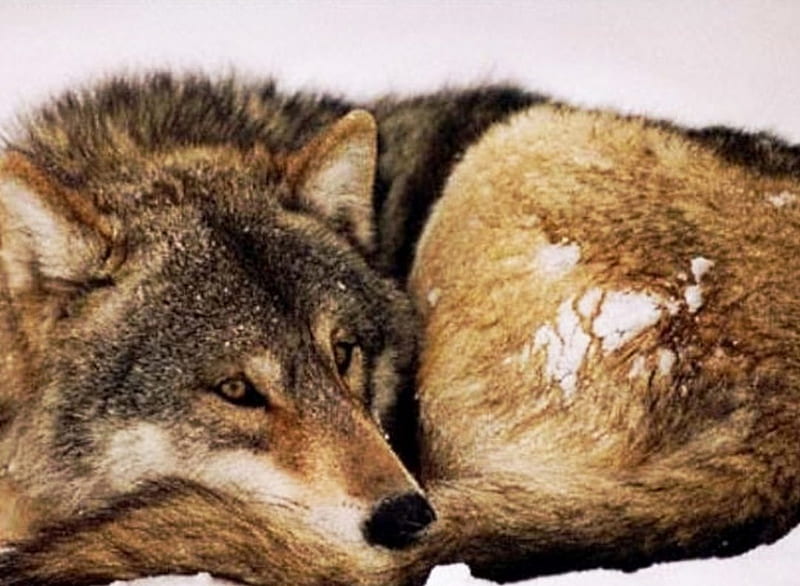 Wolf, lays, snow, rests, cold, HD wallpaper