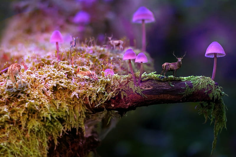 Mini deer, aurelie itten, pink, deer, forest, cerb, little, frumusete, luminos, mushroom, mini, fantasy, HD wallpaper