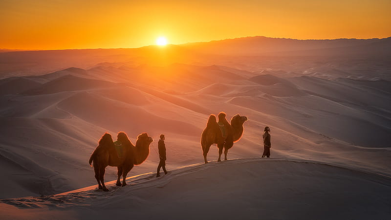 graphy, Caravan, Camel, Desert, People, Sun, HD wallpaper