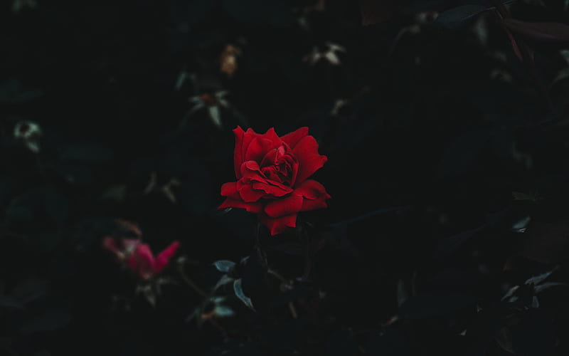 Black Roses, Bloody Rose, HD wallpaper