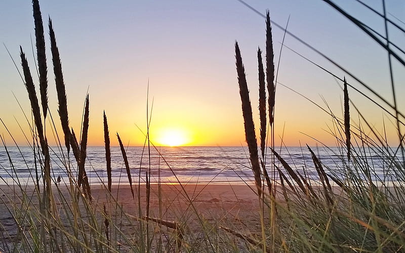 Sunset over Pacific, sunset, bent-grass, Pacific, ocean, beach, HD wallpaper