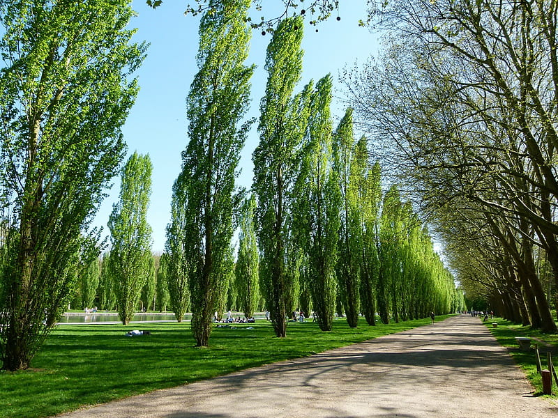 Park in Sceaux, France, France, walkway, park, poplars, HD wallpaper