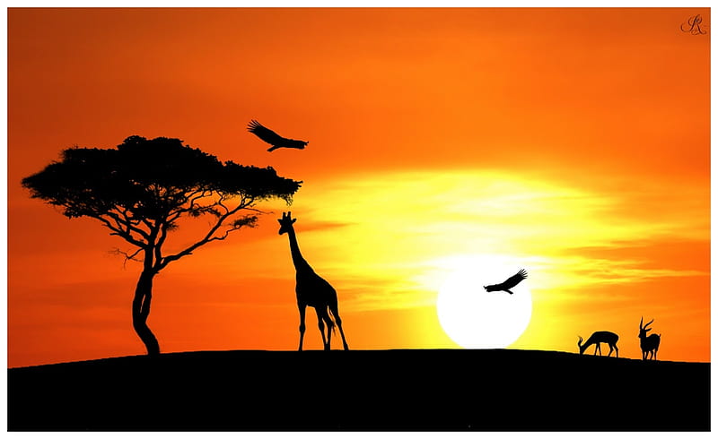 Kenya Sunset, birds, sunset, tree, giraffe, HD wallpaper