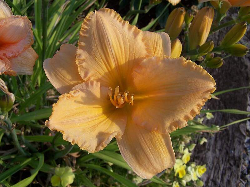 Fancy Daylily early morning, Mountains, Flowers, Desert, Nature, HD wallpaper