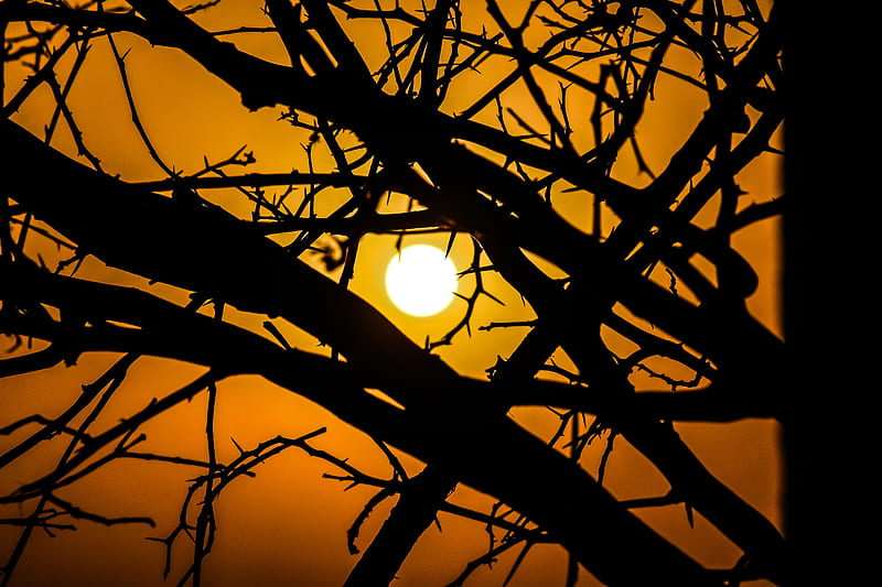 sun, branches, silhouette, sunset, sky, HD wallpaper