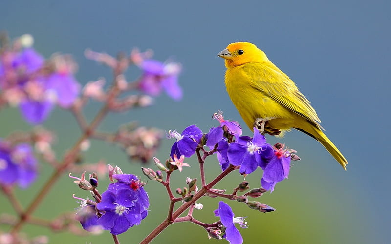 Canary, bird, purple, pasare, flower, yellow, HD wallpaper