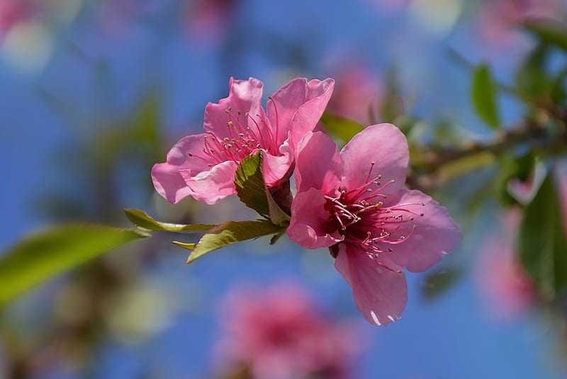 Blooming pink flowers, Macro, Flowers, Spring, Bokeh, HD wallpaper | Peakpx