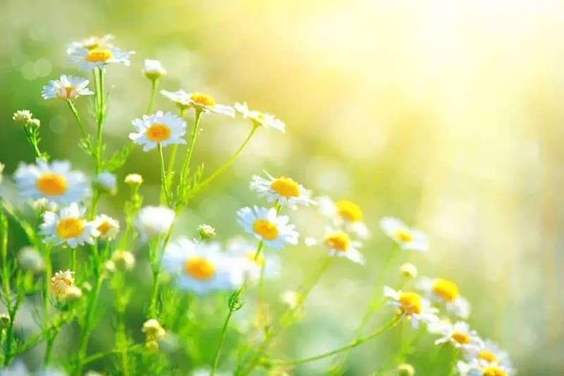Chamomile in Sun rays, Flowers, Nature, View, Close up, Spring, HD wallpaper