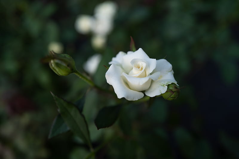 rose, white, flower, buds, bloom, HD wallpaper