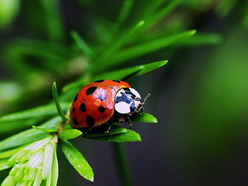 bugs, ladybug, insect, macro graphy, nature, beetle - Use, HD wallpaper