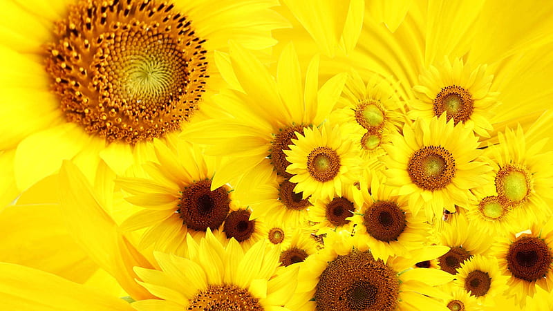 Yellow Sunflower Filament Yellow, HD wallpaper