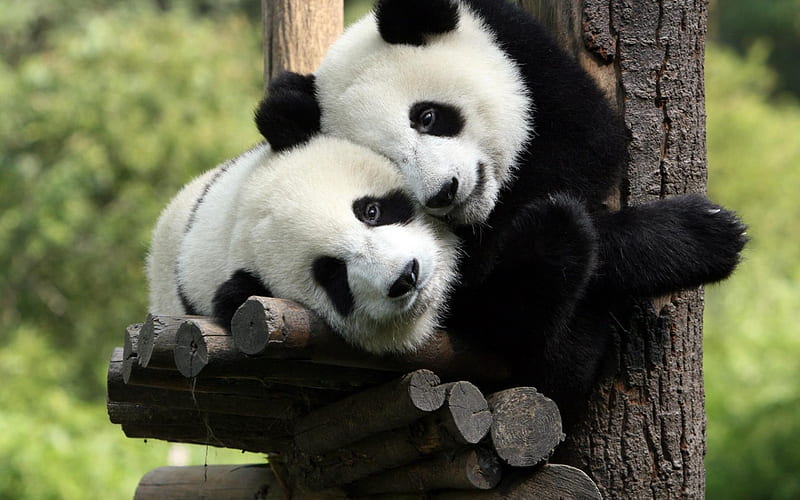 Panda Bears and this one go Dedicated to Dj Boss 09, kind, helpful, happy, love, HD wallpaper