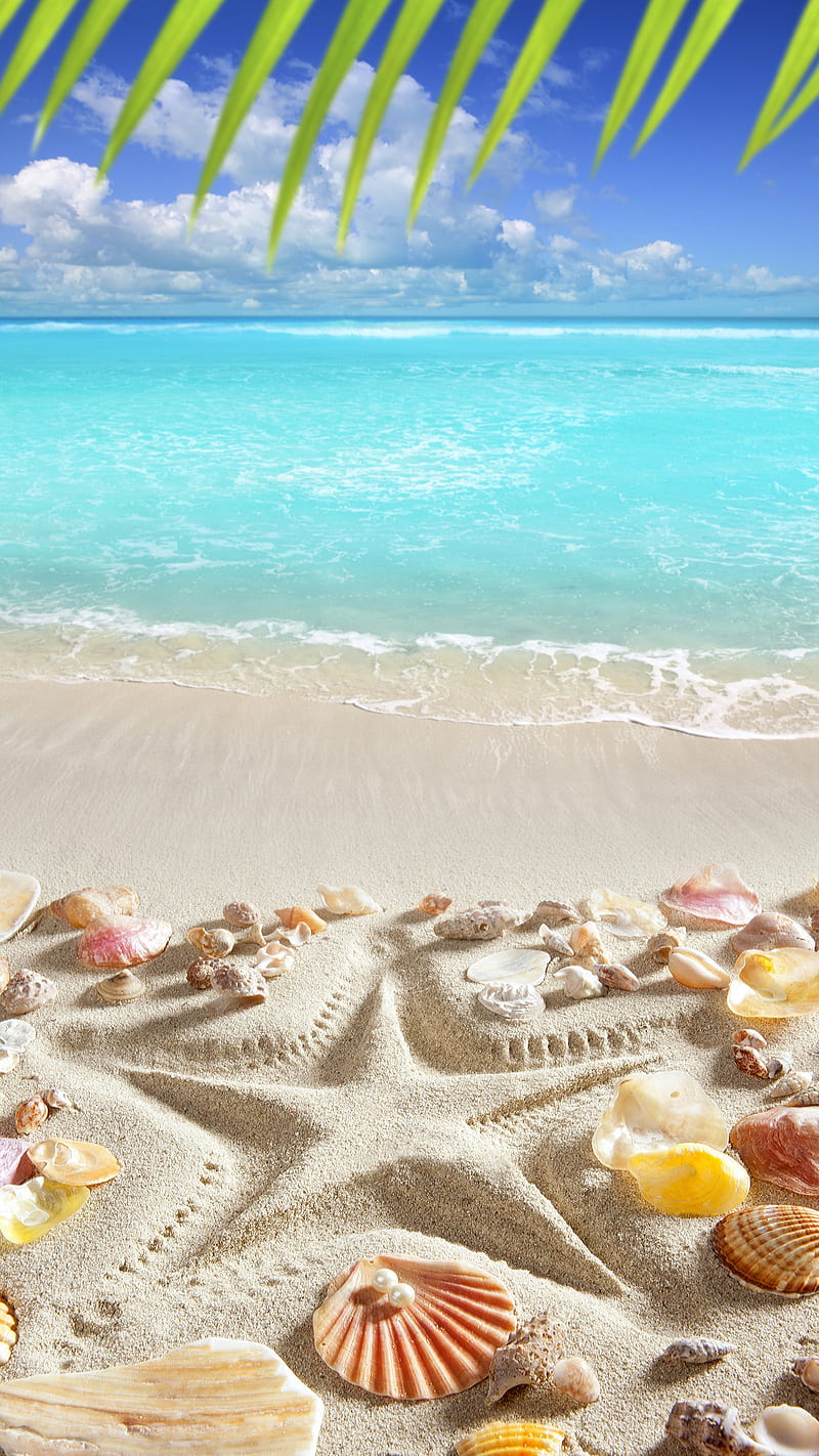 Beach, nature, sand, shells, starfish, summer, tropical, HD phone wallpaper  | Peakpx