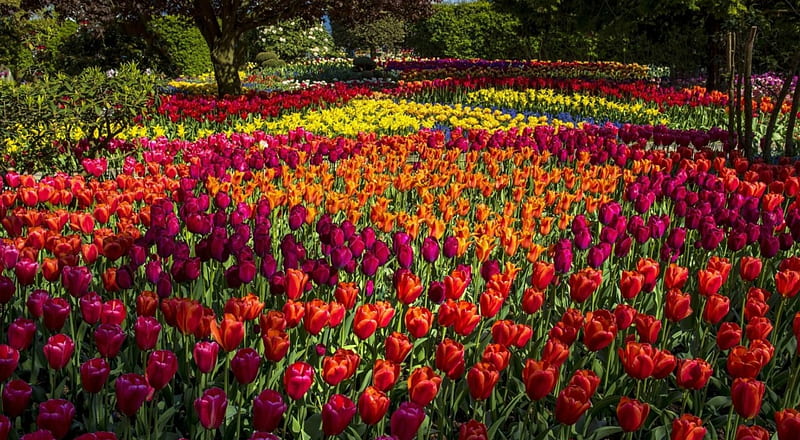 Tulip Garden, flowers, park, tulips, bed, HD wallpaper