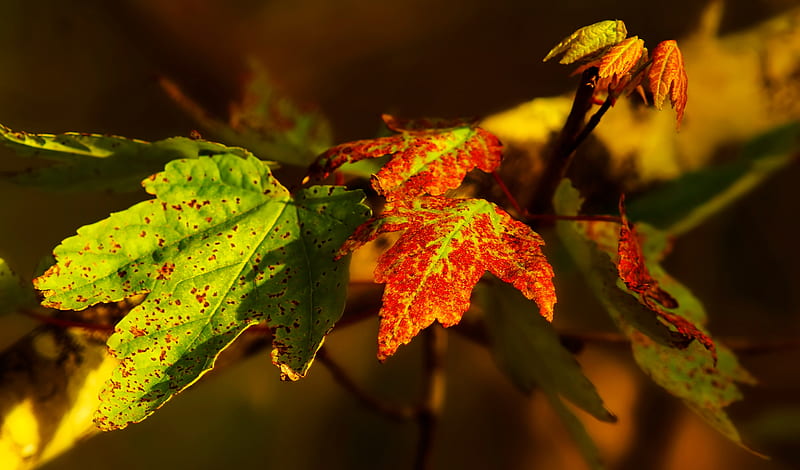 Selective Focus graphy of Green and Red Maple Leaves, HD wallpaper