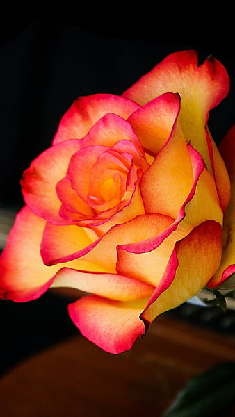 Flowers-Rose flower, flowers, rose flower, rose, HD phone wallpaper
