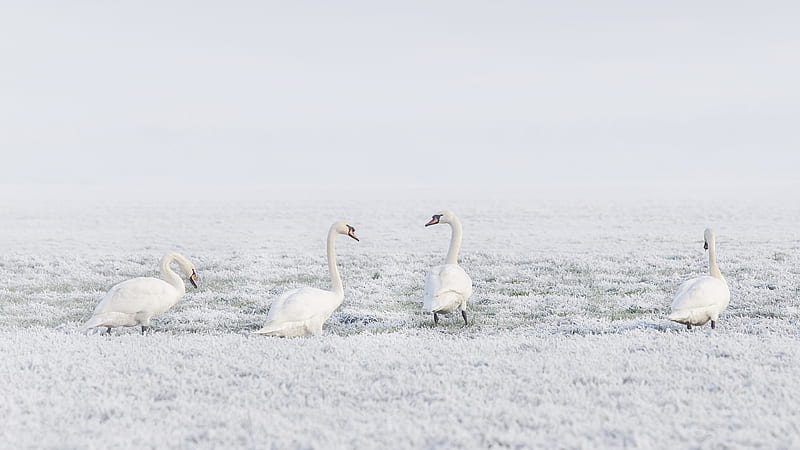 Birds, Mute swan, Bird, Mute Swan, Swan, Winter, HD wallpaper