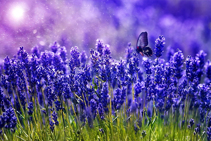 Spring wildflowers, pretty, lovely, bonito, spring, lavender, freshness, nice, butterfly, rays, wildflowers, flowers, field, meadow, blue, HD wallpaper