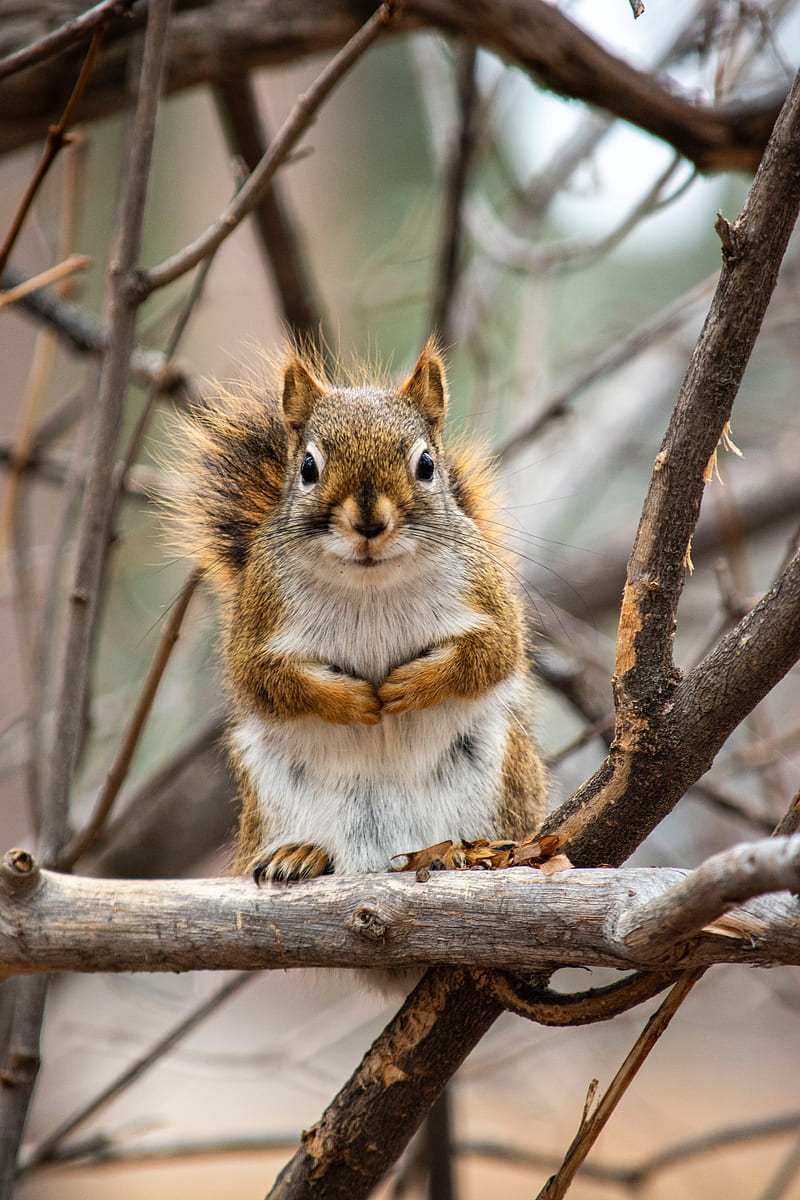 squirrel, animal, branches, cute, HD phone wallpaper