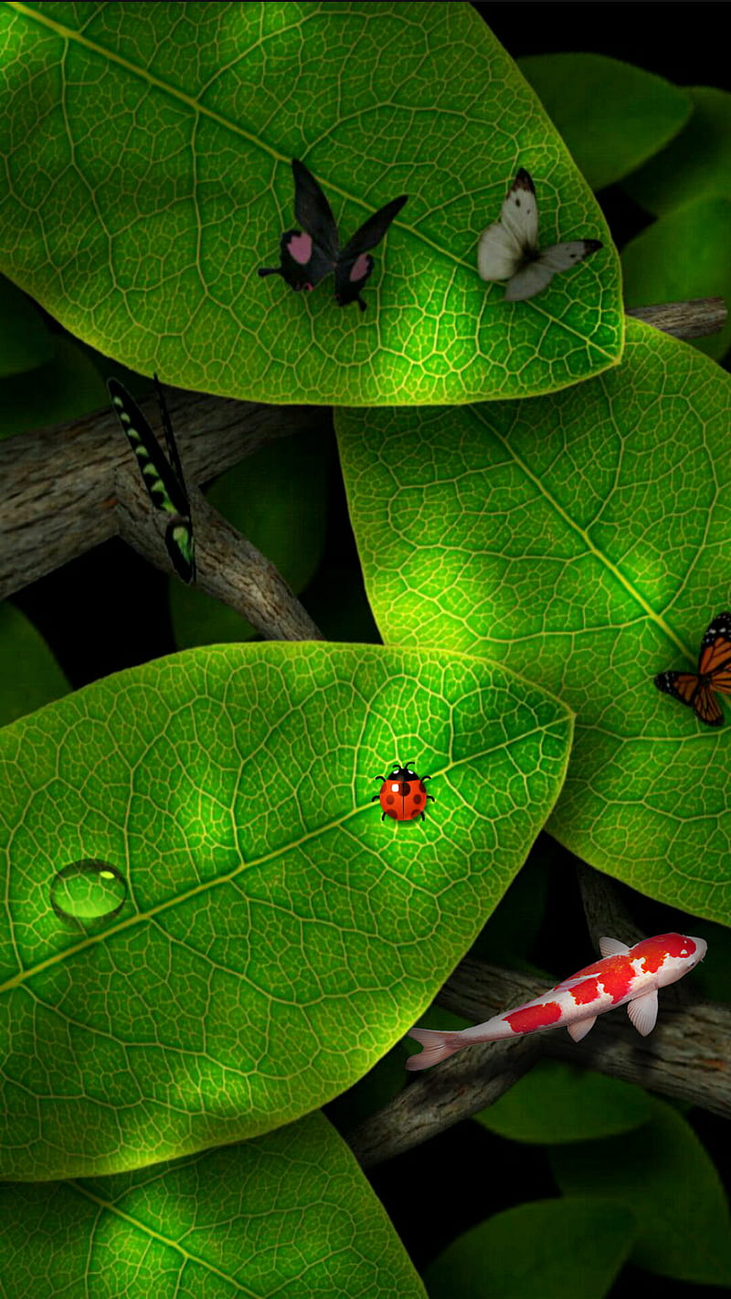 green leaves, butterfly, drop, fish, green, koi, ladybug, leaves, water, HD phone wallpaper