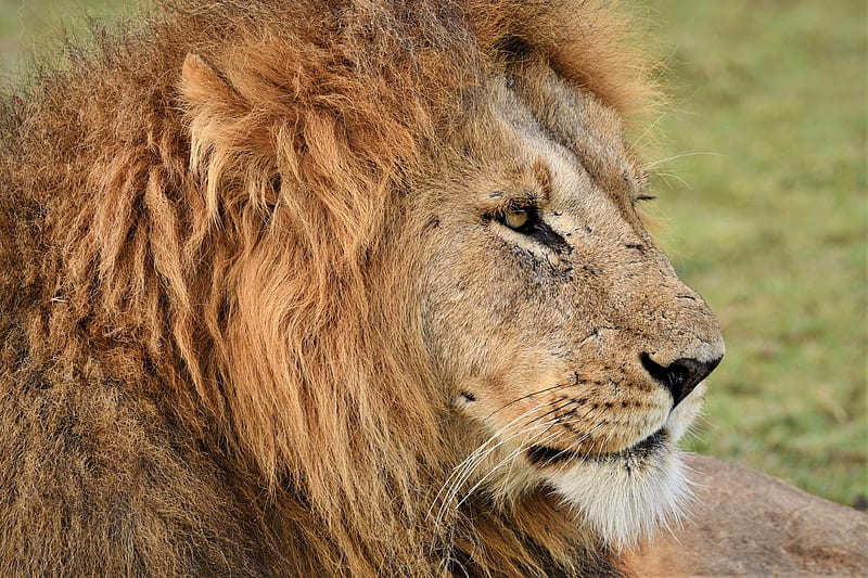 Cats, Lion, Wildlife , Big Cat , predator (Animal) , Maasai Mara National Reserve , Kenya, HD wallpaper