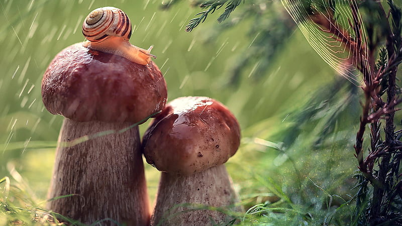 Snail On Mushroom Animals, HD wallpaper