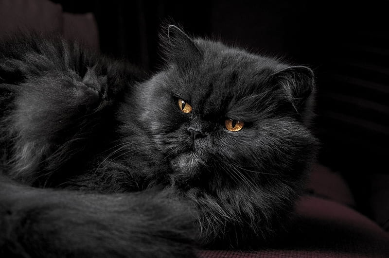 / close up of a black persian cat, grouchy persian cat, HD wallpaper
