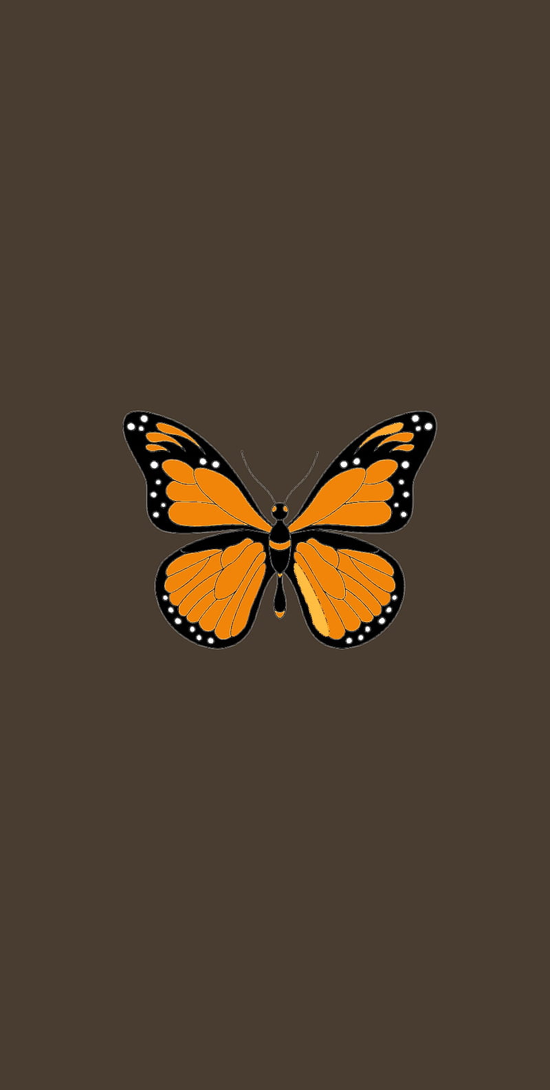 Mariposa, butterfly, HD phone wallpaper | Peakpx