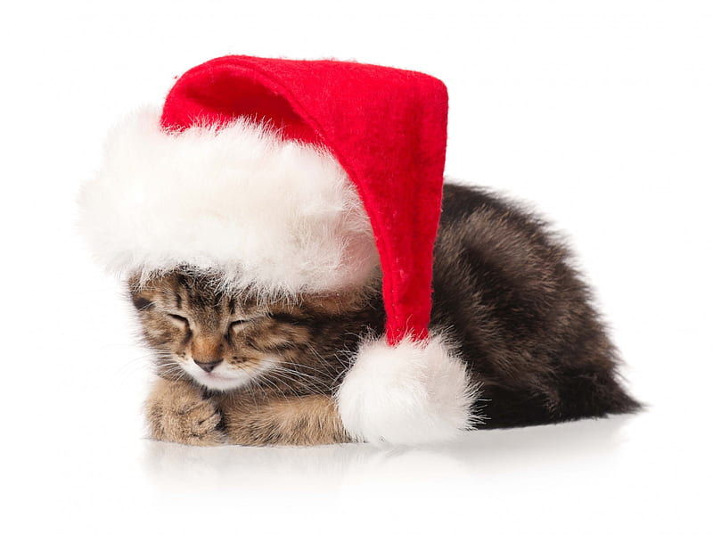 Cute Kitty, christmas, kitty, christmas cat, cat, xmas, cat face ...