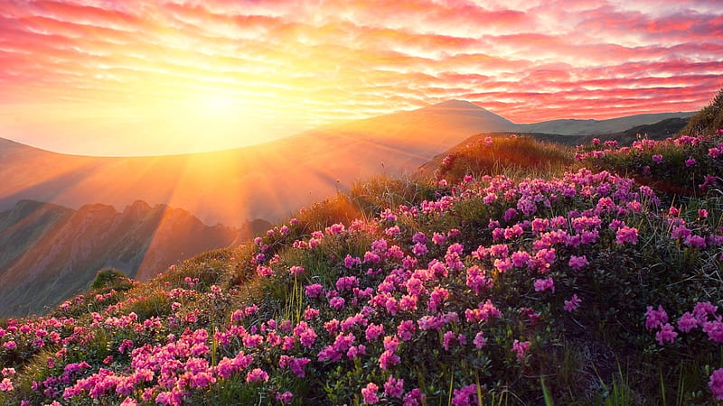 Sunset is a Mountain with Pink Rhododendron, mountains, rhododendron, flowers, nature, sunset, sky, pink, HD wallpaper