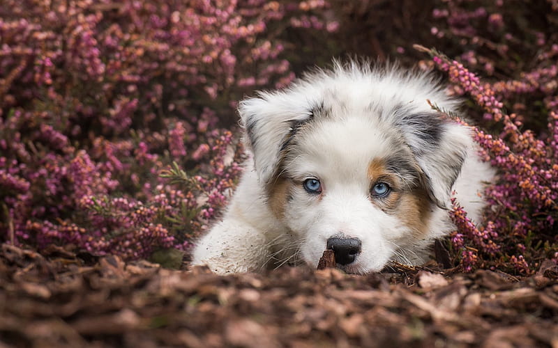 Australian Shepherd Dog, small white puppy, pets, purple wildflowers, cute animals, dogs, Aussie, HD wallpaper