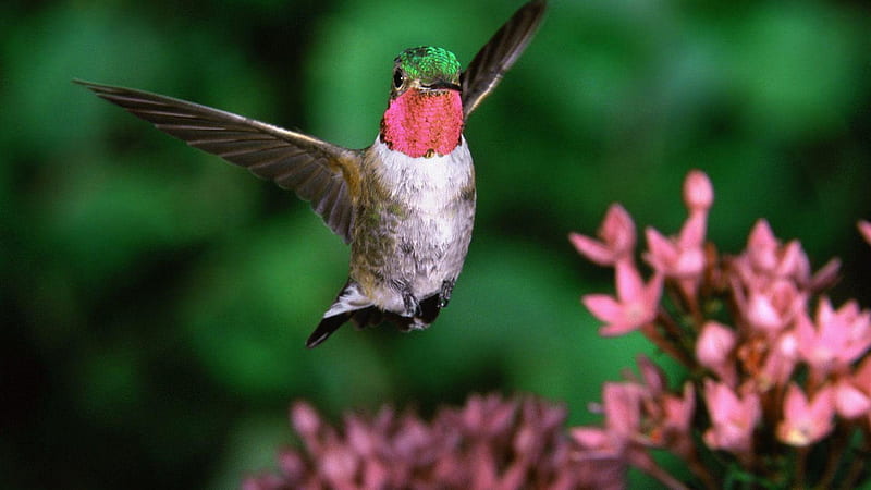Broad Tailed Hummingbird, broad, tailed, bird, hummingbird, animal, HD wallpaper