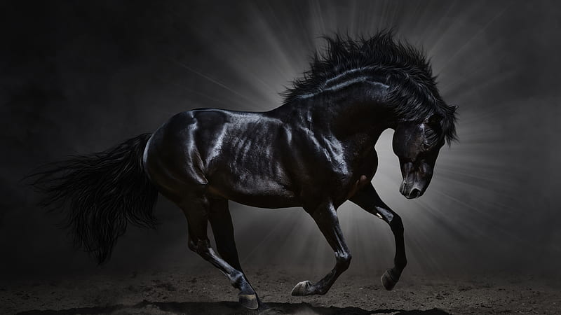 Black Horse With Gray And Black Background Horse, HD wallpaper