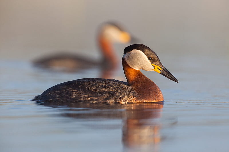 Red Necked Grebe, Nature, Bird Species, Grebes, HD wallpaper