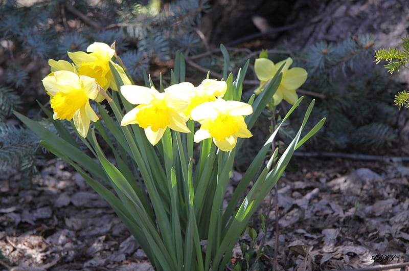 Yellow Daffodils, Yellow, Daffodils, graphy, green, Flowers, HD wallpaper
