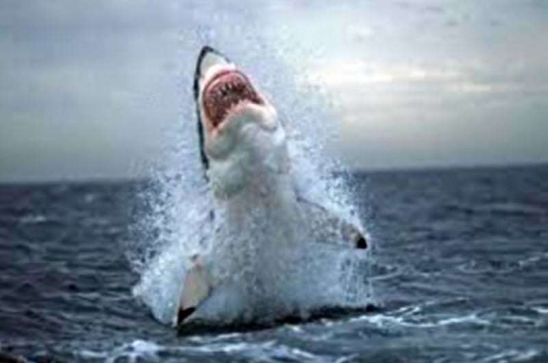 shark, out, jumps, water, great, white, HD wallpaper