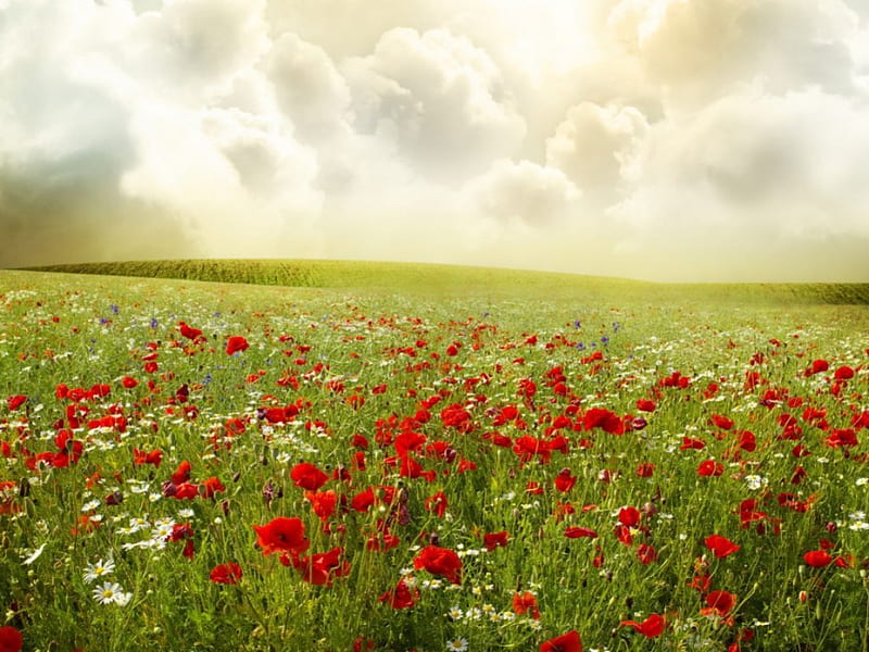 poppy meadow, poppies, garden, evening, sunset, clouds, field, meadow, HD wallpaper