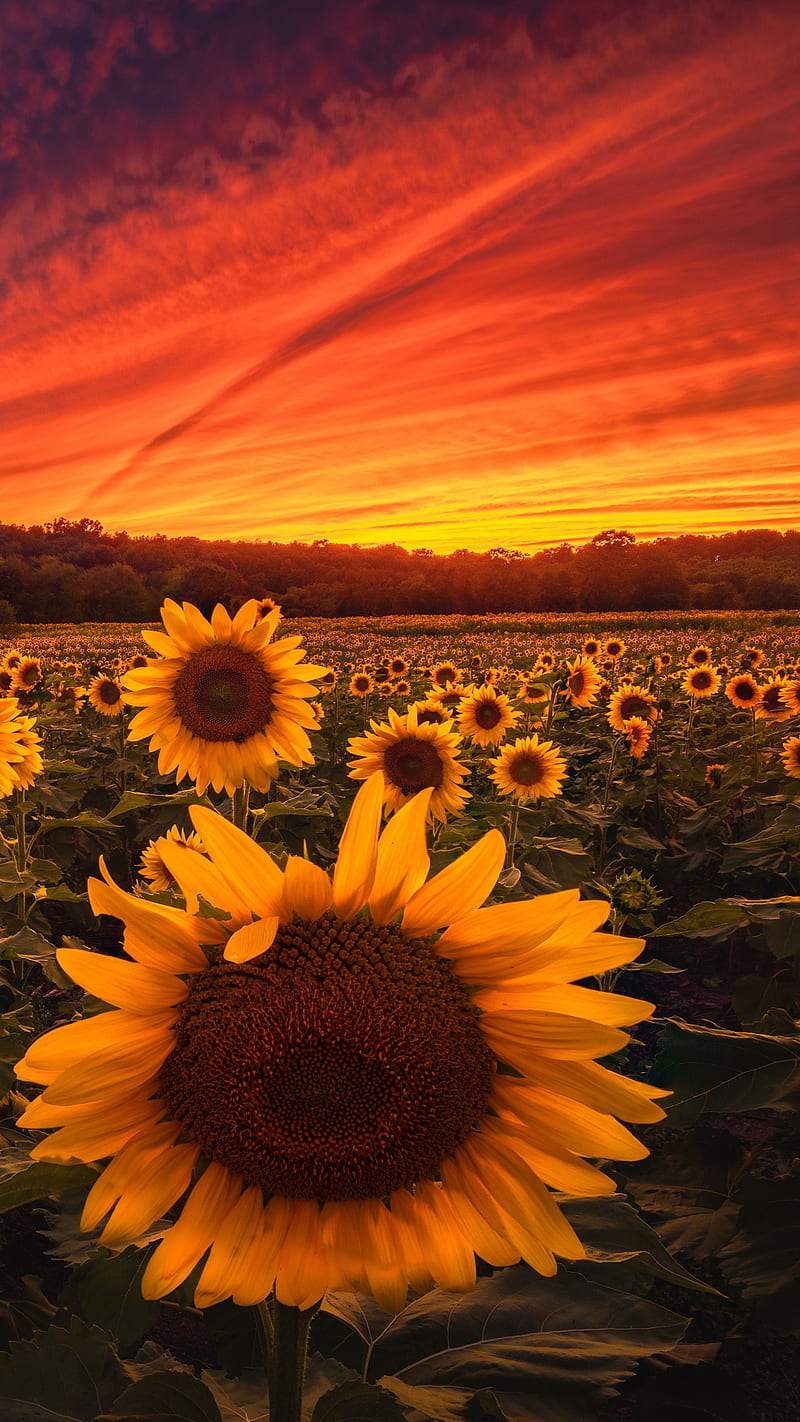 Sunflower field , flower, dark, sunset, HD phone wallpaper