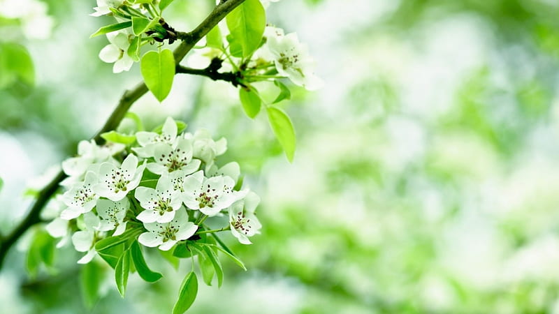 Apple tree in blooming, Spring, Flowers, Branches, Nature, HD wallpaper