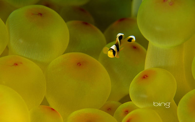 Clownfish swimming in the Red Sea Egypt, HD wallpaper