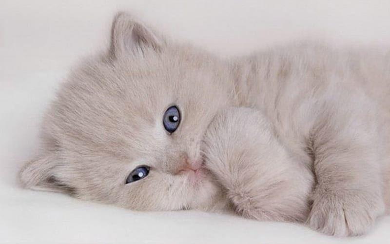 Beige kitten, mammal, feline, cat, kitten, animal, sweet, HD wallpaper