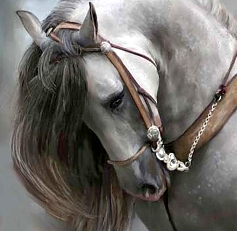 Andaluza, caballos, español, encanto, gris, Fondo de pantalla HD | Peakpx