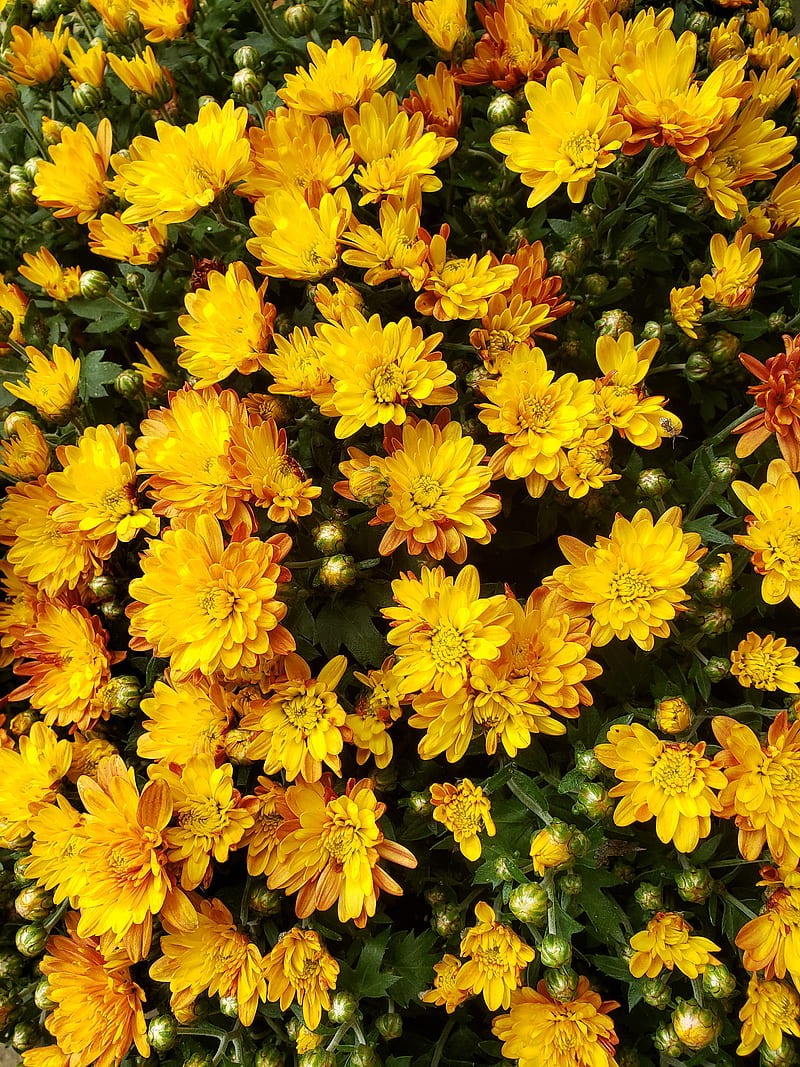 Rust Mums, autumn, chrysanthemums, fall, flowers, mums, nature, yellow, HD phone wallpaper